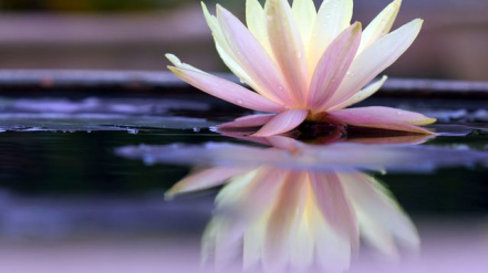 fleur-de-lotus_2.jpg